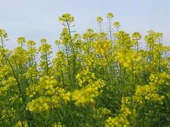 Gul sennep Litember C1 , 15 kg